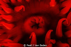 Roses of the Sea-False Plum anemone by Peet J Van Eeden 